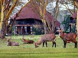 Lake Naivasha Sopa Toevlucht Oord