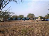 Serengeti Tanzania Buschkamp