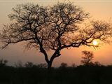 5 Day Kruger Experience Loge-Treehouse