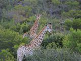 Melozhori Private Game Reserve