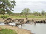 3 Night, 4 Day Tented Lodge Kruger Safari