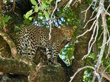 3 Night, 4 Day Tremisana Loge Kruger Safari