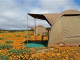 Namaqua Flowers Skilpad Camp