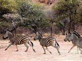 Pay 4, Stay 5 Thaba Khaya Safari Package