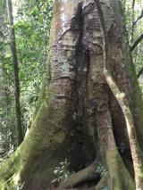 Tristar Africa Skimmer Safaris - Gorilla Safari