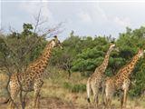 Greater Kruger und Panorama Safari