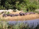 Hippo Pools Vakansieoord