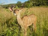 Bambelela Wildlife Care & Gastenplaas